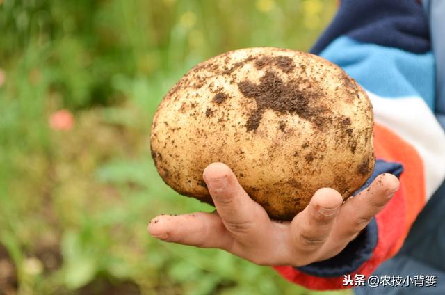 提高土豆产量与品质的十四个播种管理技巧，你会用哪几个？10