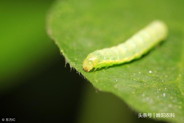 这个药杀虫杀螨特效，1小时即可杀死害虫1