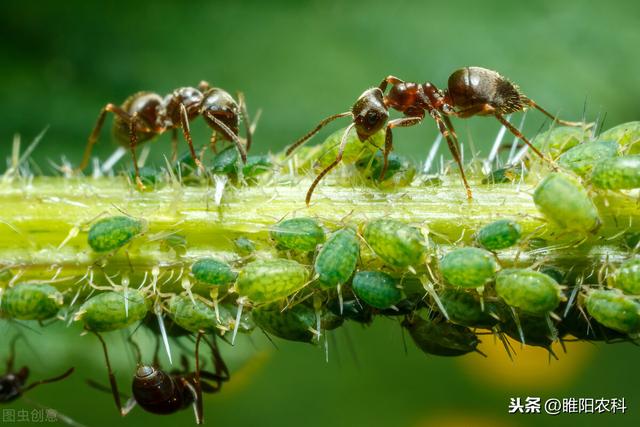 一个小配方，能治蛴螬、地老虎、蚜虫、粉虱、玉米螟等上百种害虫