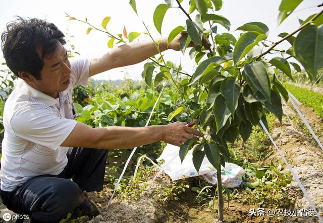 枯草芽孢杆菌用的好，在改良土壤、防治病害、作物增产是个宝5