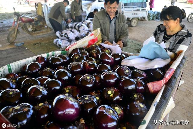 茄子设施种植中常见的4类虫害为害症状、特点及防治措施分析