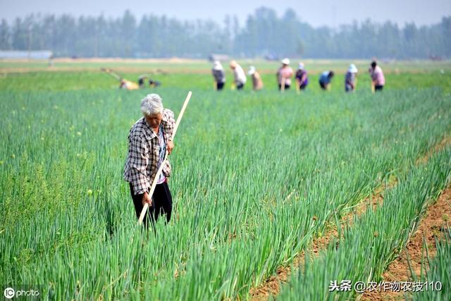 大葱高产种植注意事项，育苗、水肥、病害管理怎么做呢？8