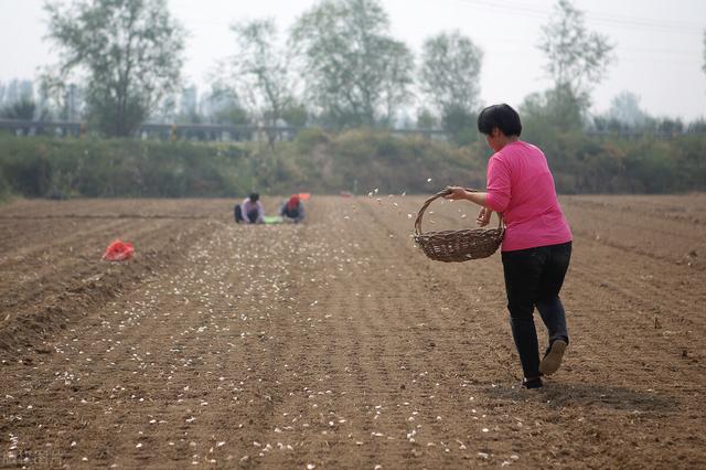 种植大蒜用什么肥料好