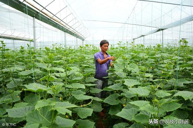 黄瓜种植，如何有效防治靶斑病、霜霉病、细菌性角斑病、炭疽病？