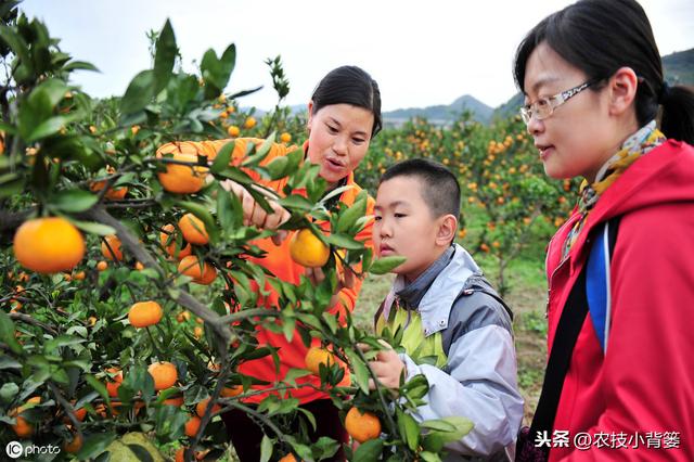 9月柑橘要严防落果和裂果，重点调控好秋稍，还要防治病虫害7