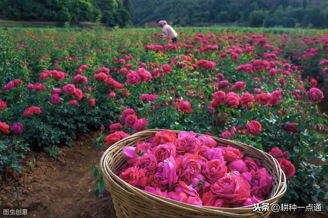 食用玫瑰花病虫害防治技术，花农请收好