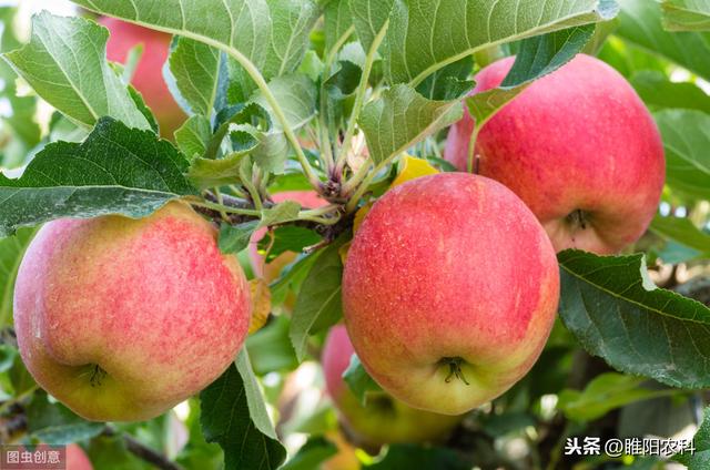 这个药控旺抗倒最好，可用于玉米、花生、苹果、芒果等30多种作物6