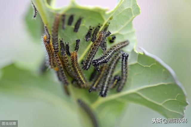 这个药能防治100多种害虫，为啥没有一个害虫对其产生抗药性