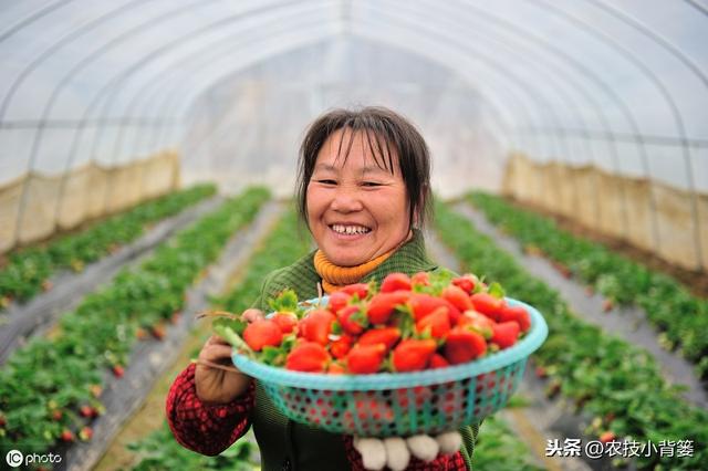 草莓花芽分化的4大影响因素和促使花芽提前分化的5个管理技巧7