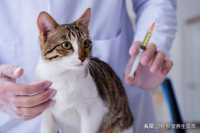 被猫抓了怎样判断没事(被猫抓了怎么判断没事)