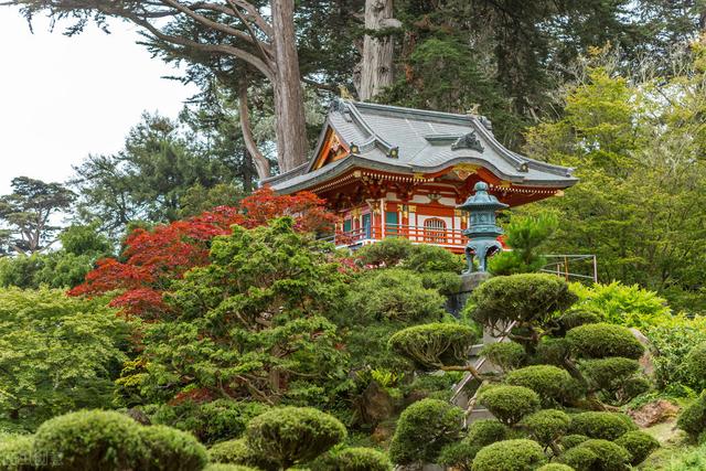 红枫树桩盆景