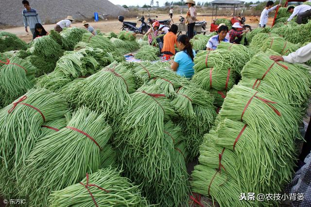 豆角蓟马易发生、繁殖快、危害重、防治难？如何能提高防治效果？10