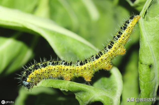 这个新药几分钟杀死害虫，专杀甜菜夜蛾、棉铃虫等几十种抗性害虫5