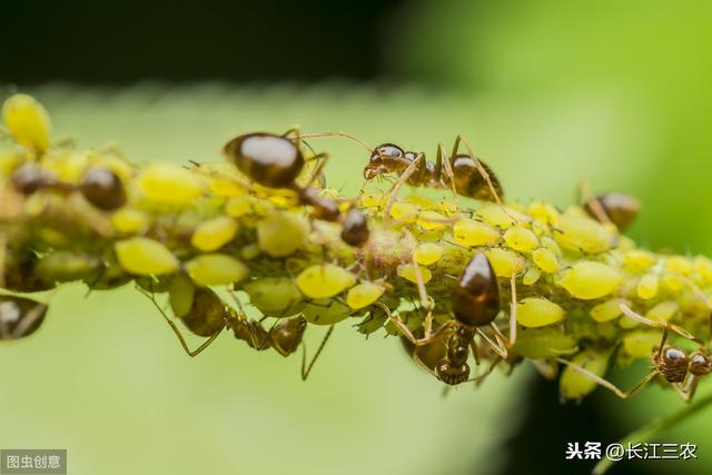 蚜虫、红蜘蛛、蚧壳虫防治难，抓住以下几个环节就能干净快速杀灭