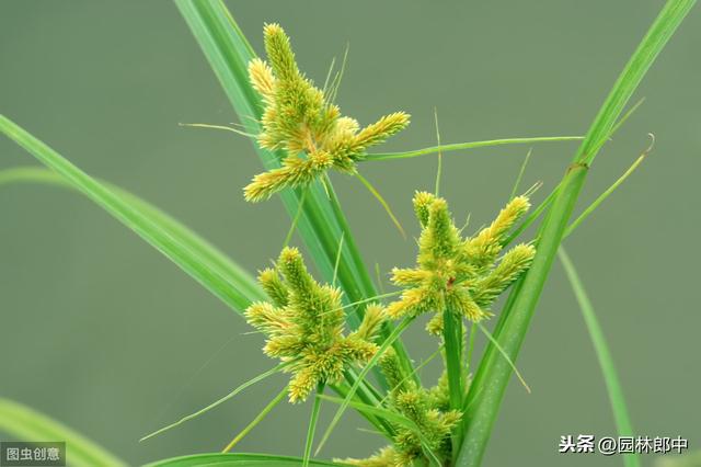 莎草科杂草并不是尖叶杂草，正确区分，防治工作更轻松10