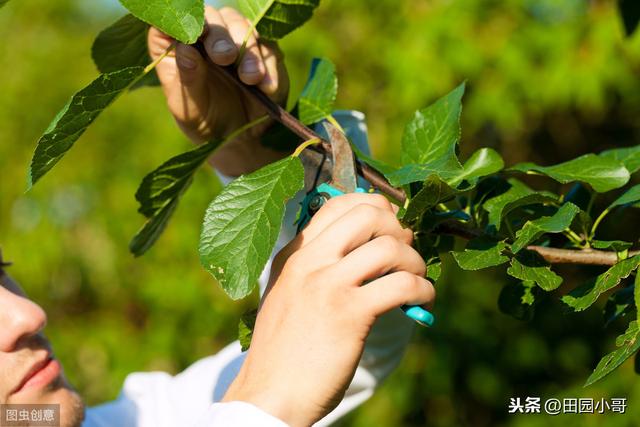 高温多雨，荔枝霜霉疫病高发，掌握科学防治技巧，降低减产风险8