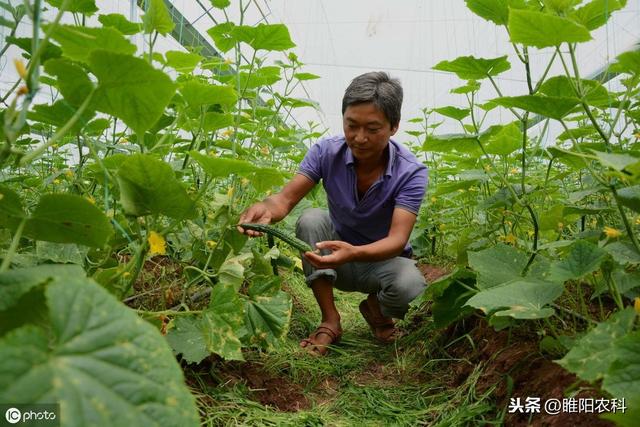 又一个新药上市，彻底铲除病菌，专治霜霉病、晚疫病、疫病等病害1