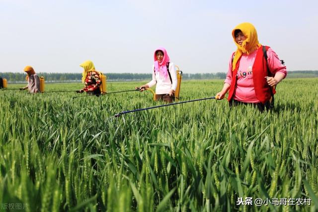 防治小麦蚜虫的3个药，效果都不错但都有优缺点，很多人还不清楚2