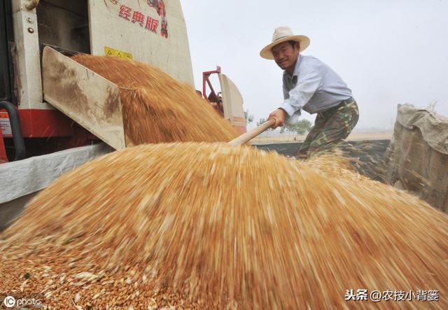 小麦赤霉病即将来袭，提前掌握这些防治技巧，轻松化解减产难题！