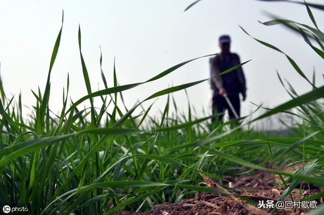 冬小麦田野燕麦为害严重需年前防治，米蒿草为害严重年后防效好6