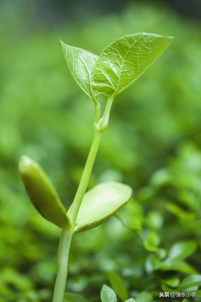 豇豆在定植以后出现黄叶落叶的情况是什么原因呢？怎么防治比较好4