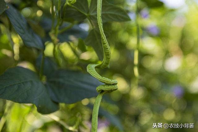 春季种植豆角做到这五点，苗株健壮、开花结荚多，持续采摘能高产13