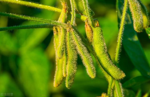 大豆花生开花结荚期，到底需要硼肥还是钼肥？看看试验结果哦