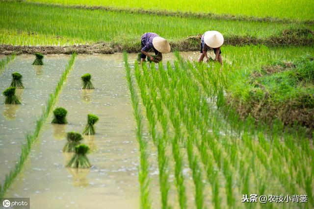 水稻如何种植管理，后期才能实现增产增收？7