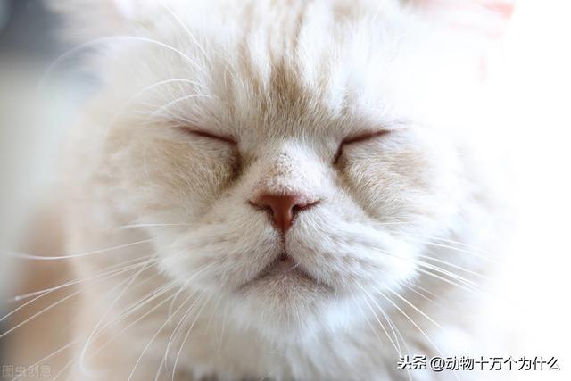 猫的生活习性 猫的生活习性（布偶猫的生活习性） 动物