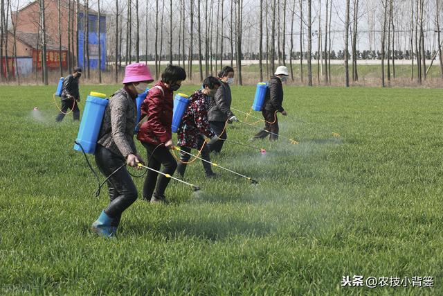 春季麦田除草期临近，最佳打药时机、选药与打药技巧都在这里2