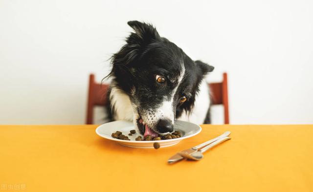 边境牧羊犬训练教程