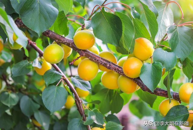 想要种好杏子，这些病虫害你可要了解清楚哦