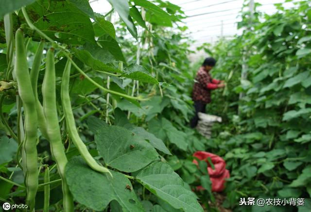 芸豆如何种植才能提高产量？它这些生长特性和管理技巧要知道！7