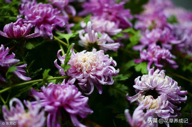 菊花美好的寓意都有哪些，四季菊花色繁多，它的花语你知道多少