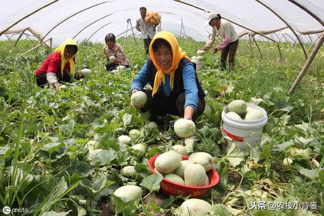 甜瓜缺硼危害大！这些甜瓜缺硼的原因和防治方法，你都知道吗？10