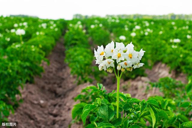 马铃薯无公害栽培技术，品种选择很重要，掌握这几点高产不是问题