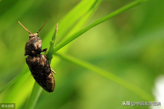 辛硫磷在茎叶上为什么持效期短？辛硫磷防治哪些作物害虫最好？1