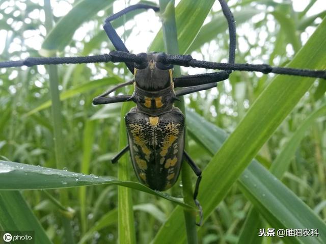 这个药杀天牛只需2小时，持效期可达90天，省工又省时