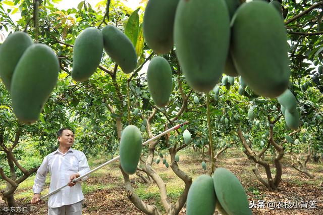 芒果角斑病防治难，找准原因、优化管理、巧妙用药，提高防治效果4