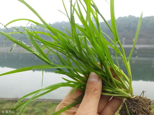 芦苇、茅草、野竹子、牛筋草都难以防除，那个除草剂有效？