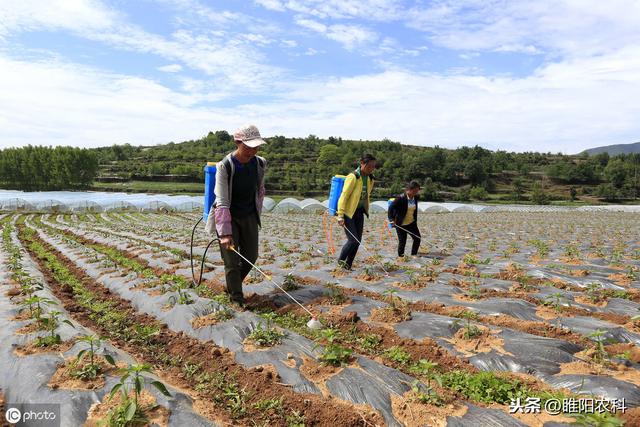 推荐一个花生、玉米、大豆田通用优秀除草剂，除草彻底，安全性好6