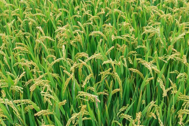 水稻始穗期发生穗颈瘟，用农药防治有药害残留吗？如何正确用药？6
