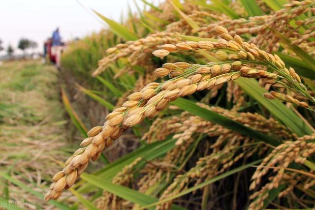 水稻高产栽培管理中，掌握生长后期病虫害的防治技术，确保其品质