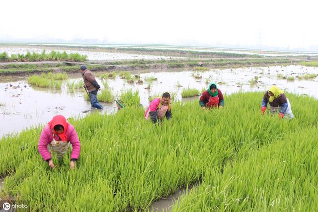 茭白种植效益高，老农民分享一套科学种植技术5