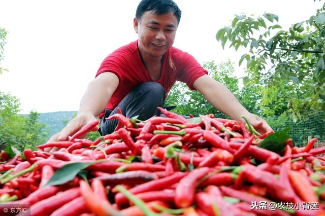 辣椒开花坐果困难、经常落花落果的原因有哪些？有哪些防治方法？7