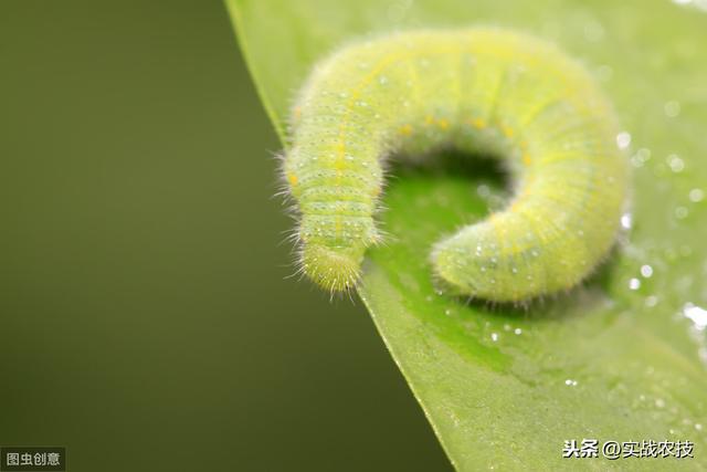 这个药要火！杀虫谱极广！蓟马、蚜虫、飞虱、草地贪夜蛾效果显著