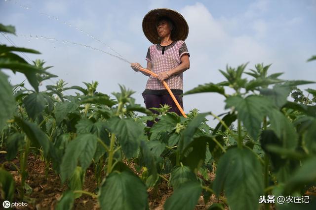 芝麻在苗期应该怎么管理？出现缺素症的原因是什么？如何防治？2