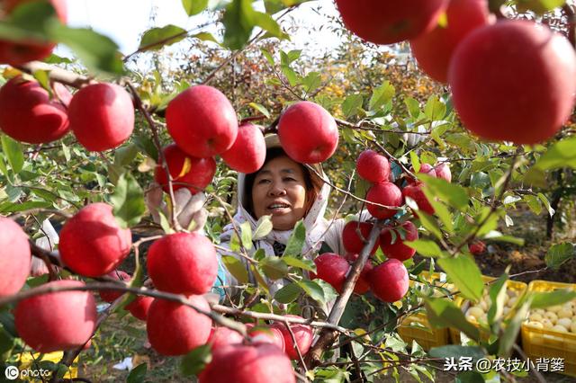 桃小食心虫蛀食果实危害大，多种果树受害如何防治？4