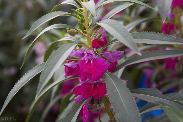 鳳仙花種子,養花不用買盆栽(鳳仙花種子的外形特徵)