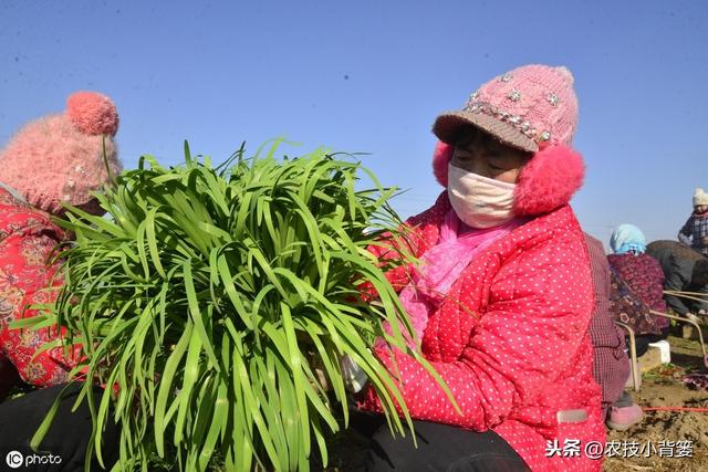 韭菜种植做好这五点，苗株根系发达、叶片肥大，产量品质有保证8